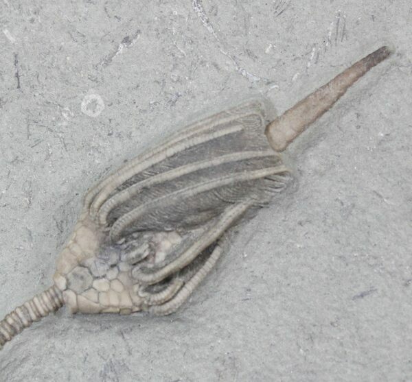 The calyx of a Macrocrinus crinoid with preserved anal tube.